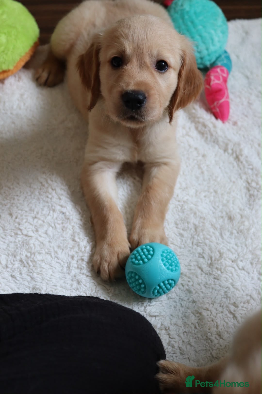 Golden Retriever dogs Golden Retriever KC registration Puppies ⭐️ - Advert 1
