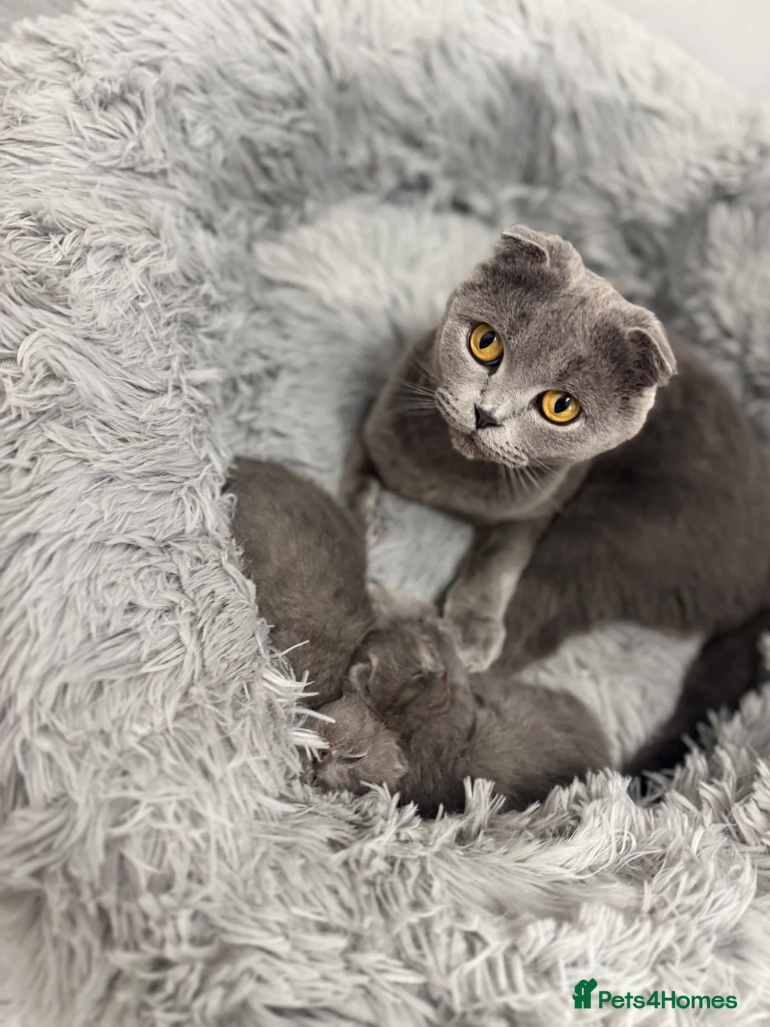 Scottish Fold cats for sale: Scottish Fold Blue Kittens  - Advert 10