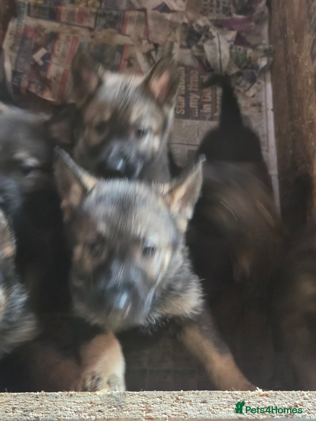 German Shepherd dogs for sale: German shepherd puppies - Advert 6