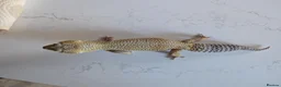 Leopard Gecko reptiles for sale: 7-Year-Old Leopard Gecko + Full Vivarium Setup - Advert 5