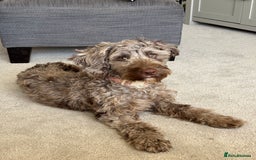 Sproodle dogs for sale: Beautiful Brown merle Sproodle - Image 2