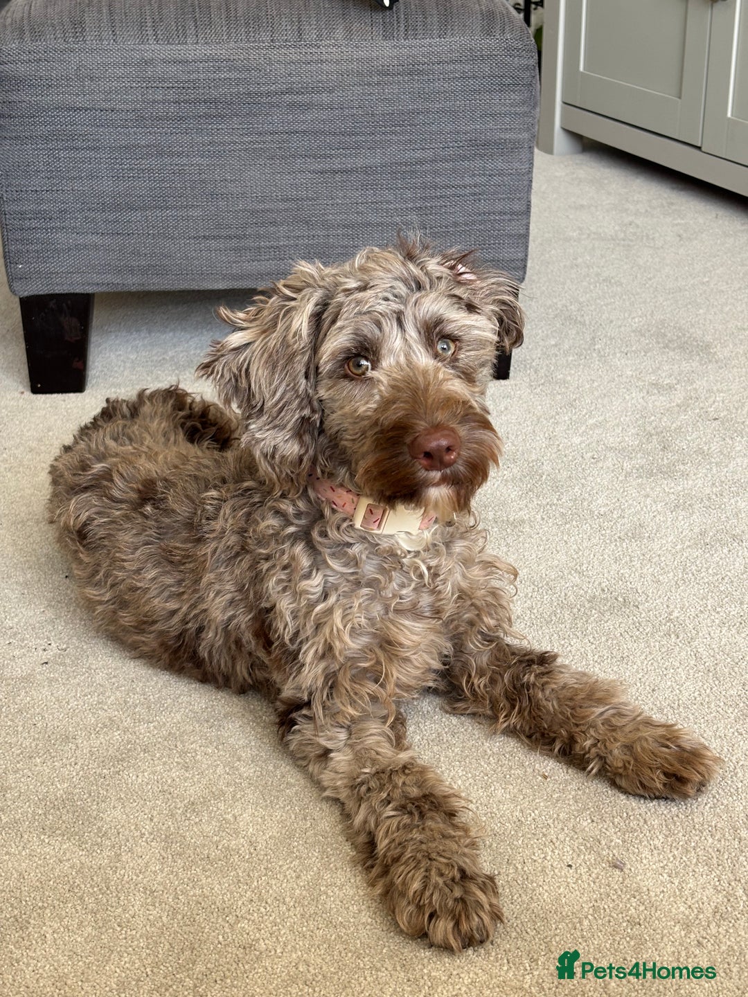 Sproodle dogs for sale: Beautiful Brown merle Sproodle - Image 2