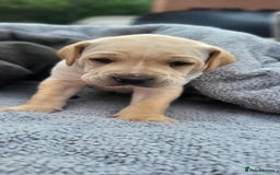 Mixed Breed dogs for sale: Ready to collect – Cane Corso puppies  - Image 31