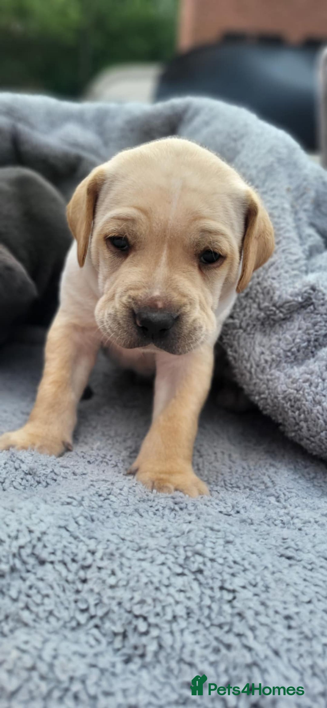 Mixed Breed dogs for sale: Ready to collect – Cane Corso puppies  - Image 31