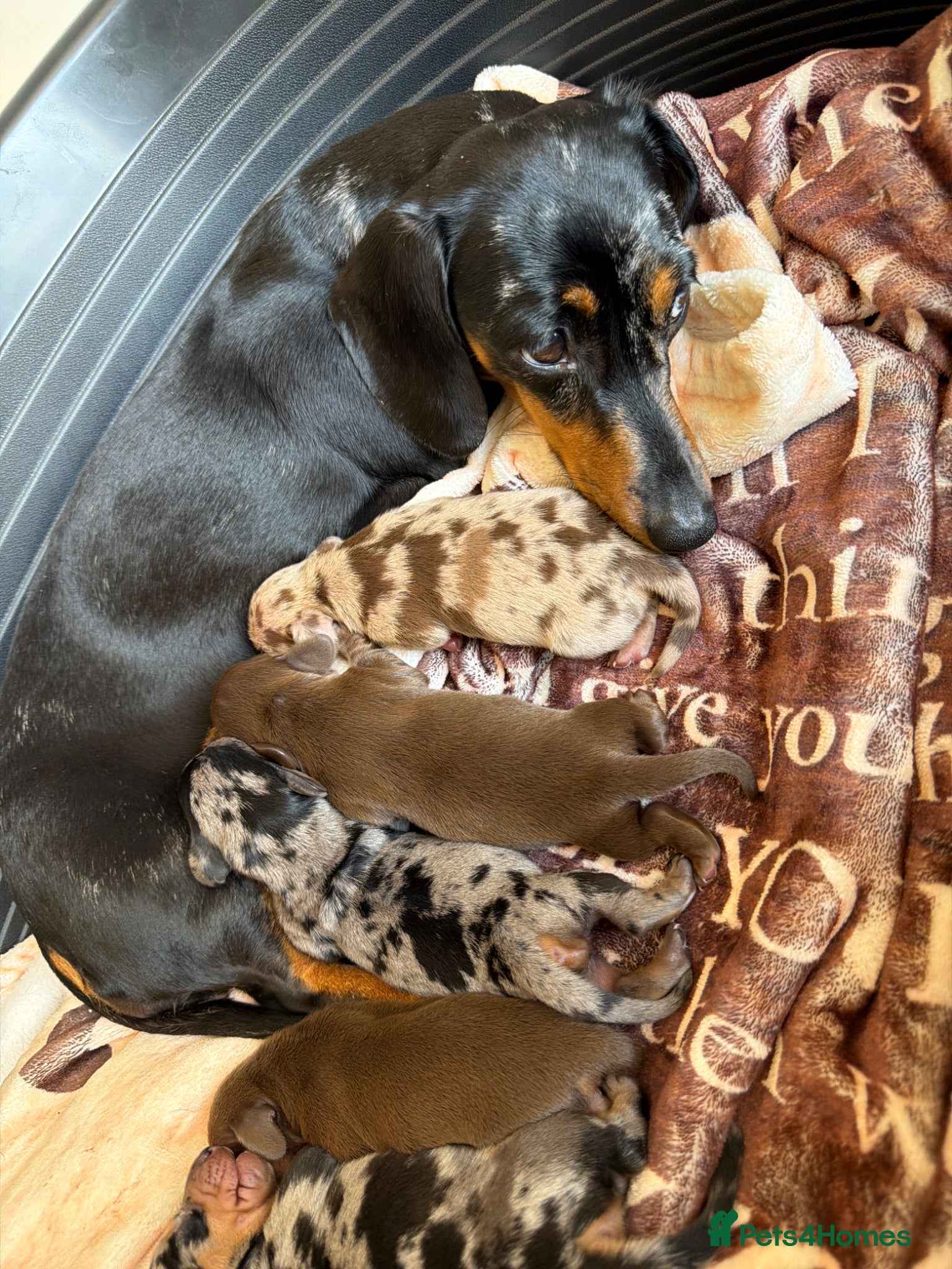 Miniature Dachshund dogs Miniature dauchunds  - Advert 2