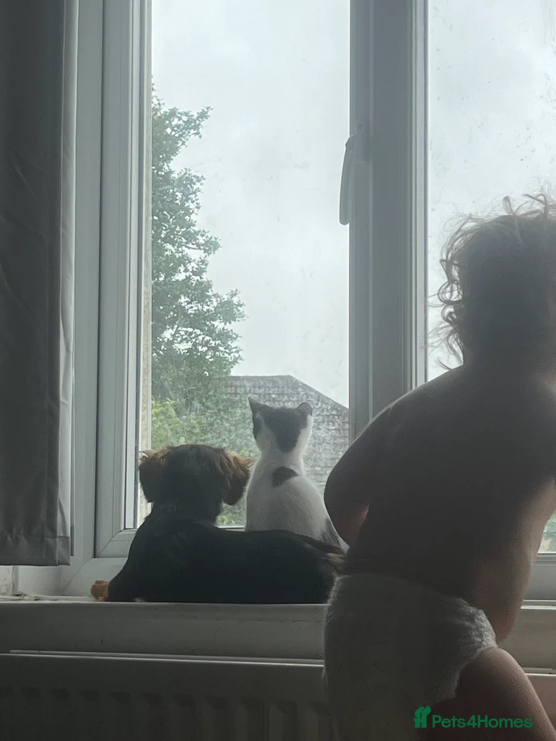 Mixed Breed dogs for sale: Female Dachshund Cross Looking for a Loving Home  - Advert 4