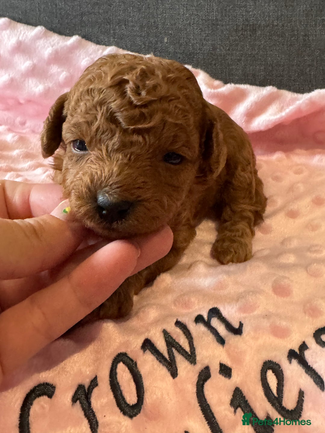 Toy Poodle dogs for sale: EXTENSIVE HEALTH TEST KC RED TOY POODLES LICENSED - Image 12
