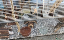 Mouse rodents for sale: Four female mice along with their cage etc. - Image 11