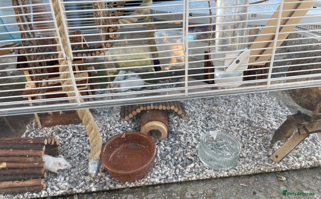 Mouse rodents for sale: Four female mice along with their cage etc. - Image 11