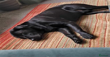 Labrador Retriever dogs - Advert 14