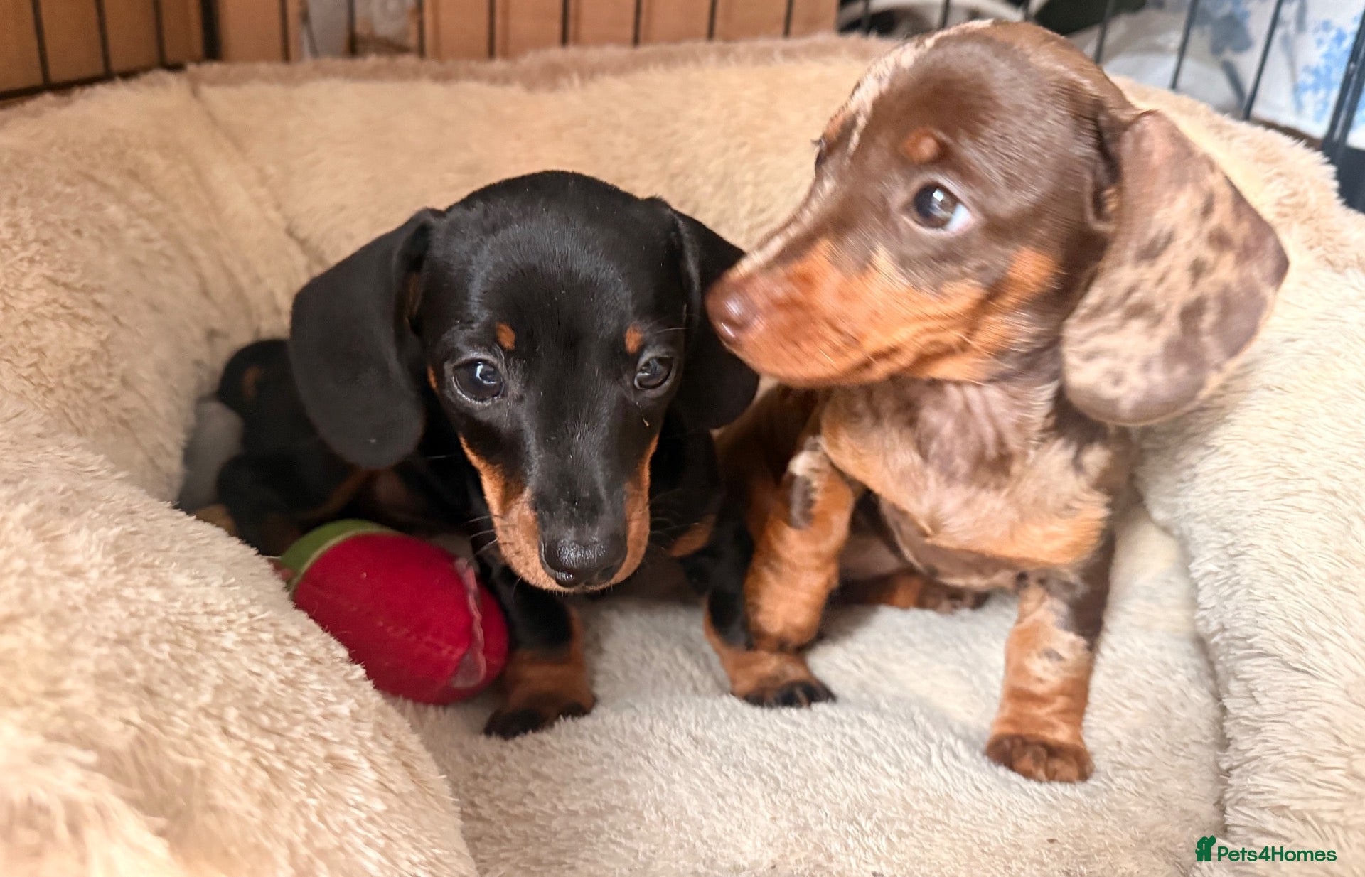 Miniature Dachshund dogs Very small smooth miniature daschund  - Advert 1