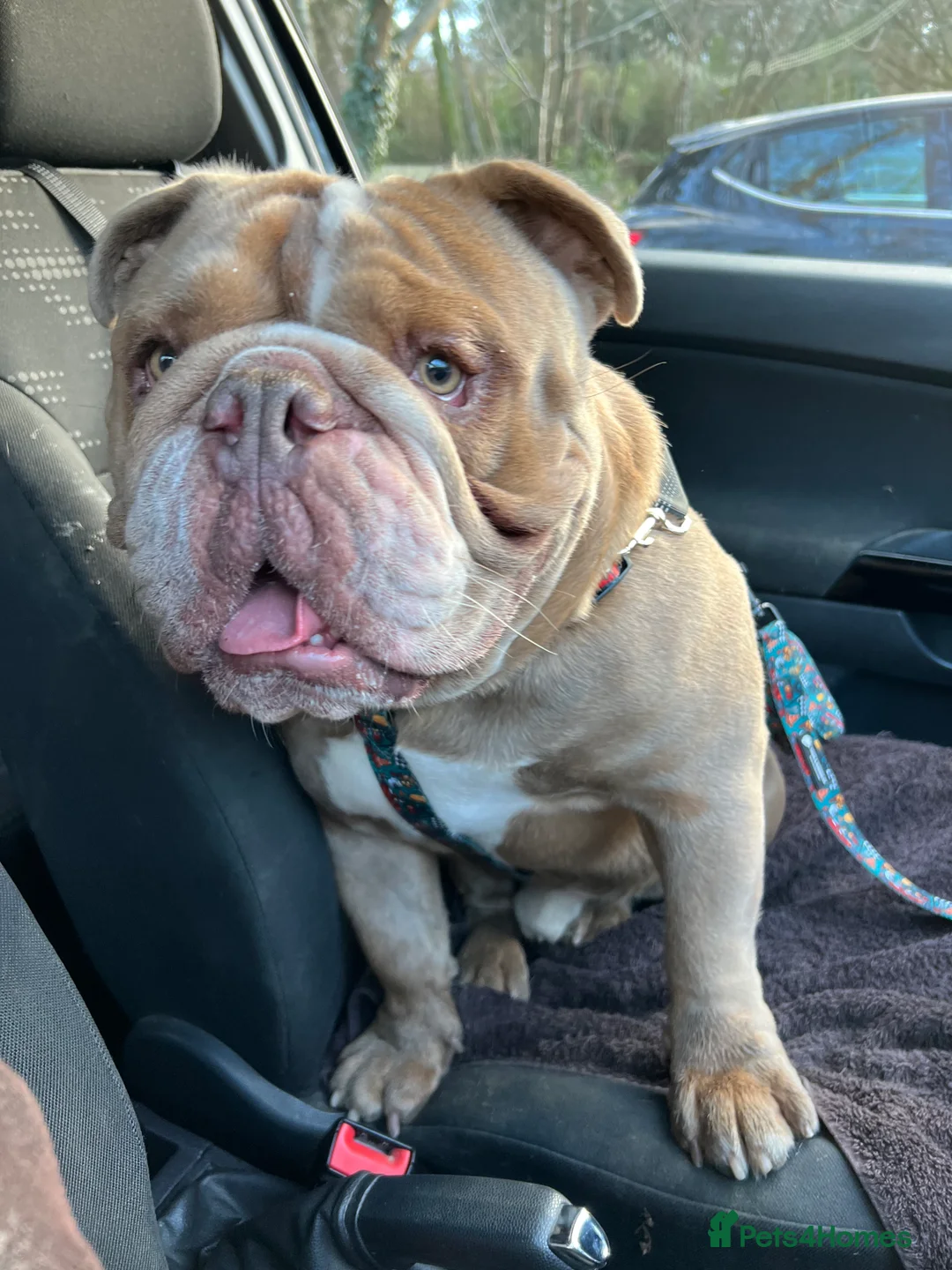Mixed Breed dogs for sale: Odie - Olde english bulldog  - Advert 1