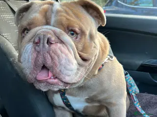 Mixed Breed dogs Odie - Olde english bulldog - Advert 1