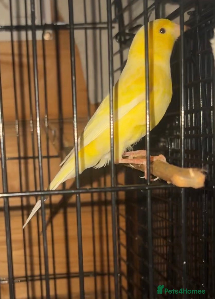 Canaries birds Irish fancy male canary & canary chicks available  - Advert 13