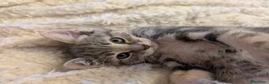Mixed Breed Kitten 6