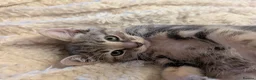 Mixed Breed cats for sale: For Sale Seven Georgeous Kittens - Advert 19