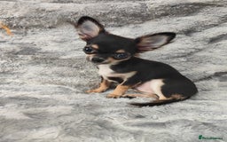 Chihuahua dogs for sale: Amazing Quality Long Coat Chihuahua puppies - Advert 23