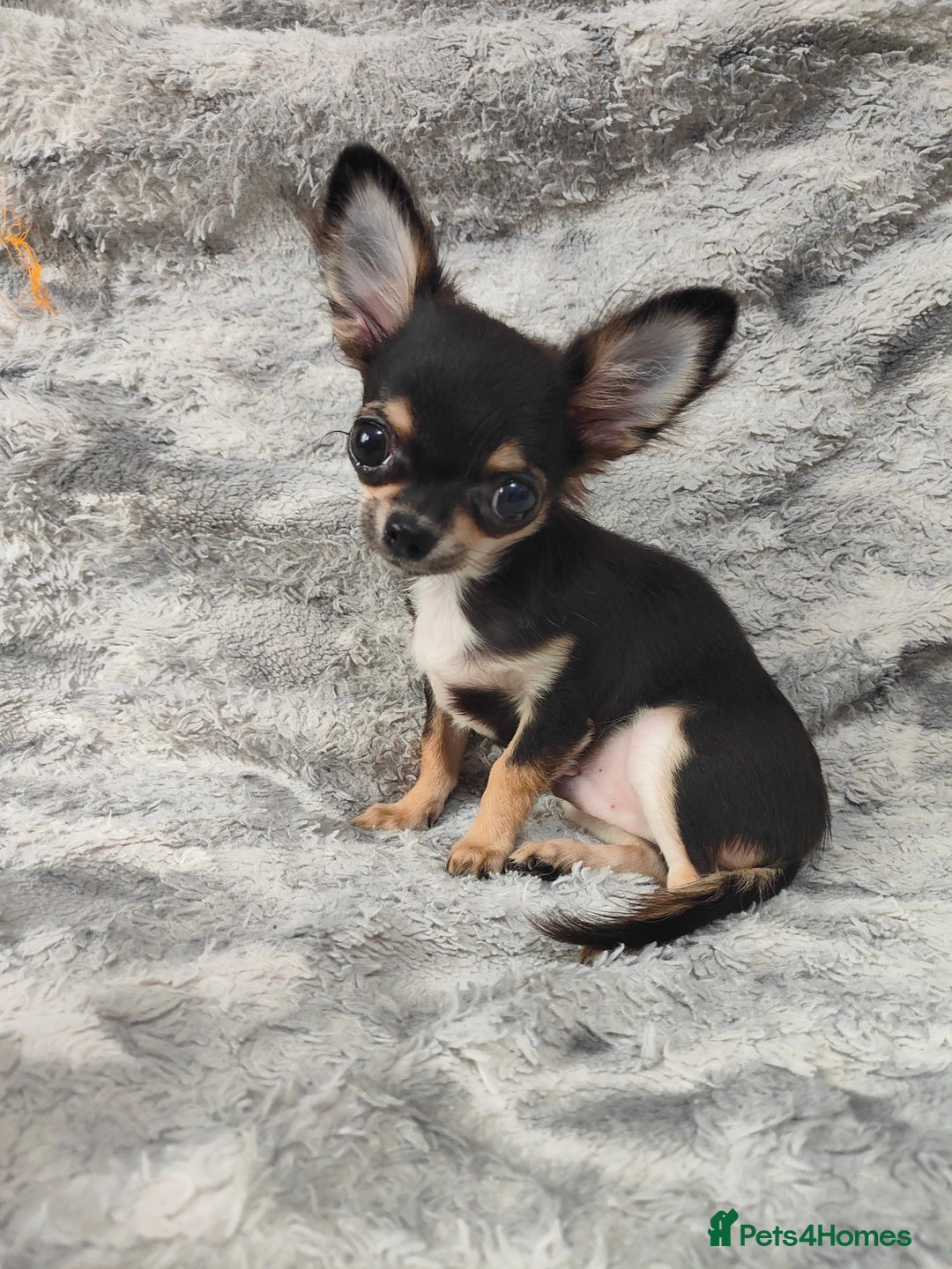 Chihuahua dogs for sale: Amazing Quality Long Coat Chihuahua puppies - Advert 23