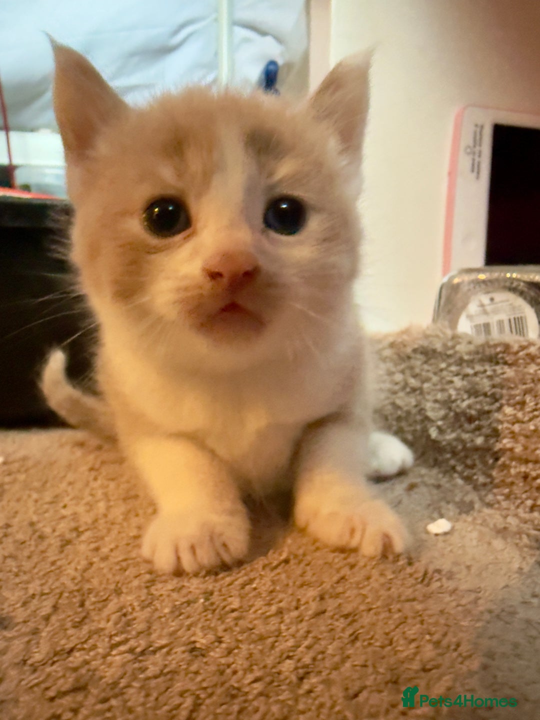 British Shorthair cats for sale: 🐾Turkish Angora × British Blue Kittens Ready Soon - Image 17