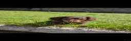 Miniature Dachshund dogs for sale: KC Miniature Dachshunds ready for forever homes - Advert 35