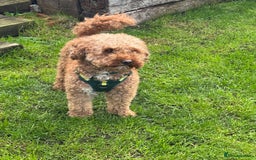 Cockapoo dogs for sale: Loving home wanted  - Image 2