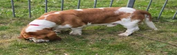 Basset Hound dogs for stud: Red & White Basset Hound Proven Stud - Advert 3