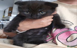 Mixed Breed cats for sale: Scottish Fold Kittens! Ready for loving home - Image 26