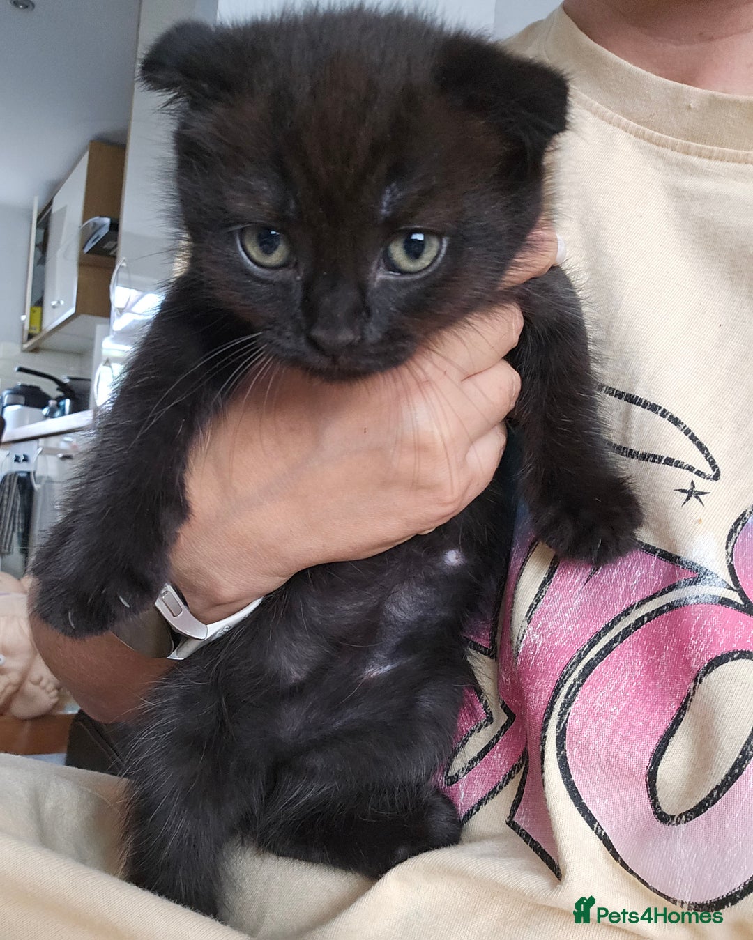Mixed Breed cats for sale: Scottish Fold Kittens! Ready for loving home - Image 26