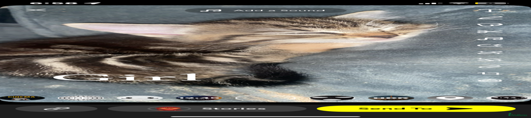 Mixed Breed Kitten 4