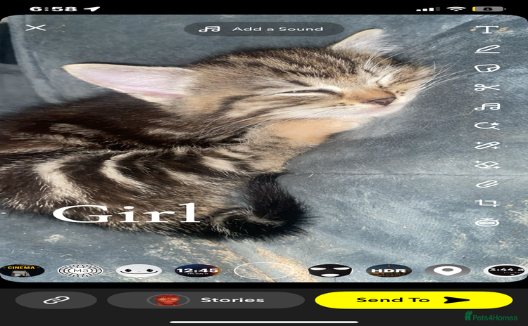 Mixed Breed cats - Advert 3