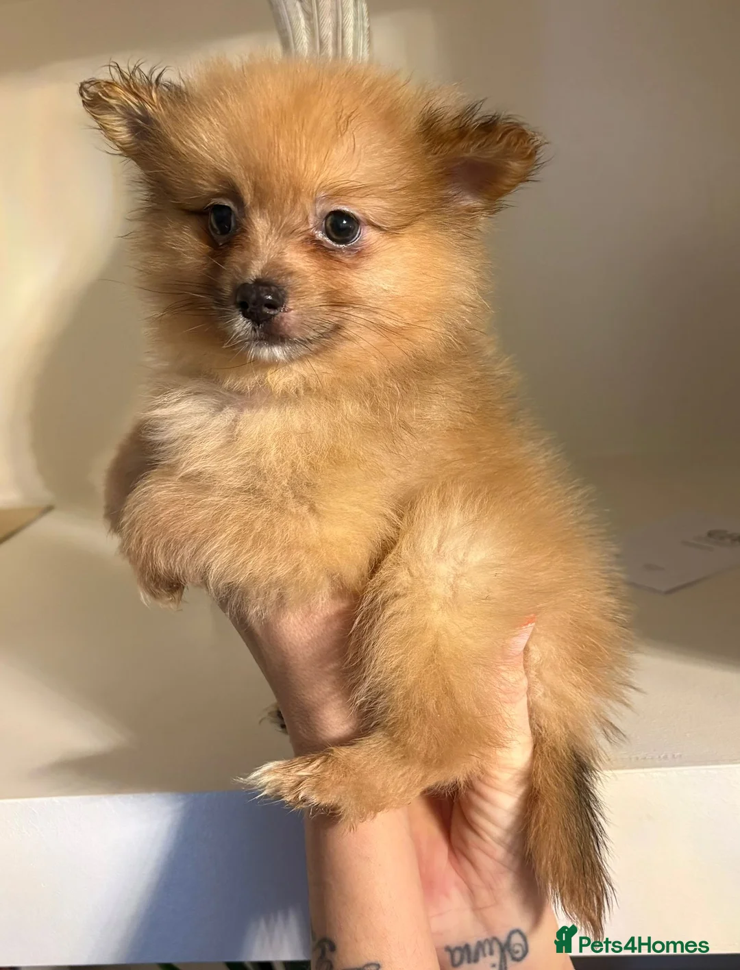 Pomeranian dogs for sale: Pomeranian puppies   - Advert 10
