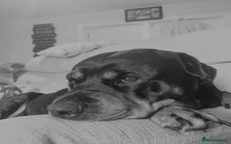 Rottweiler dogs for sale: Stunning Rottweiler puppies - Image 2