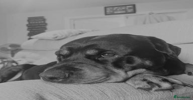 Rottweiler dogs - Advert 11