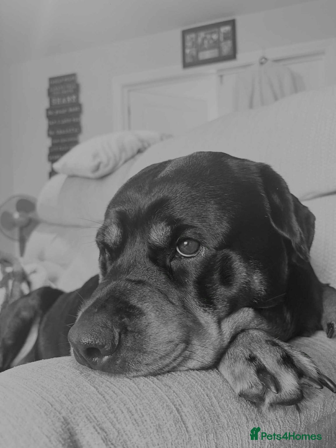 Rottweiler dogs for sale: Stunning Rottweiler puppies - Image 2