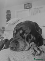 Rottweiler dogs - Advert 6