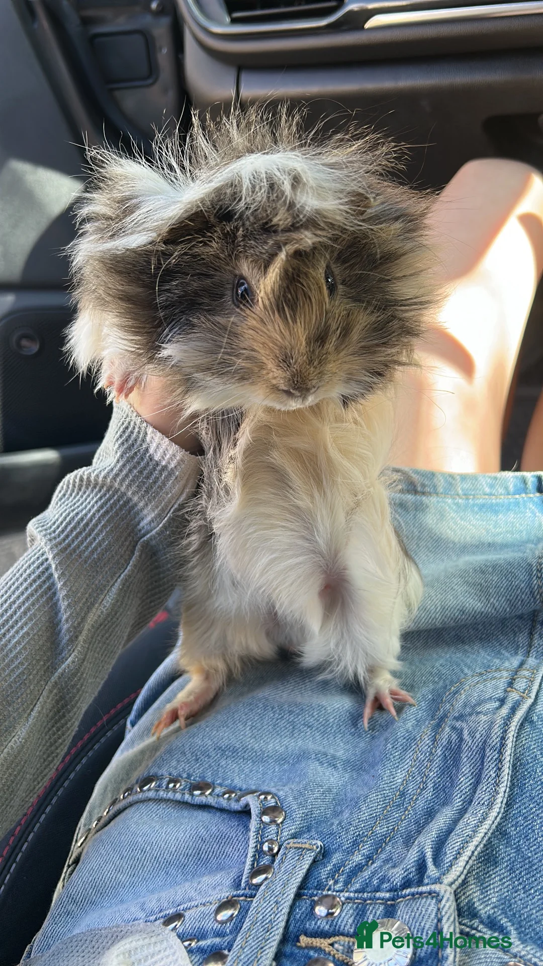 Guinea Pig rodents for sale: gorgeous Von neutered boy piggy - Advert 1