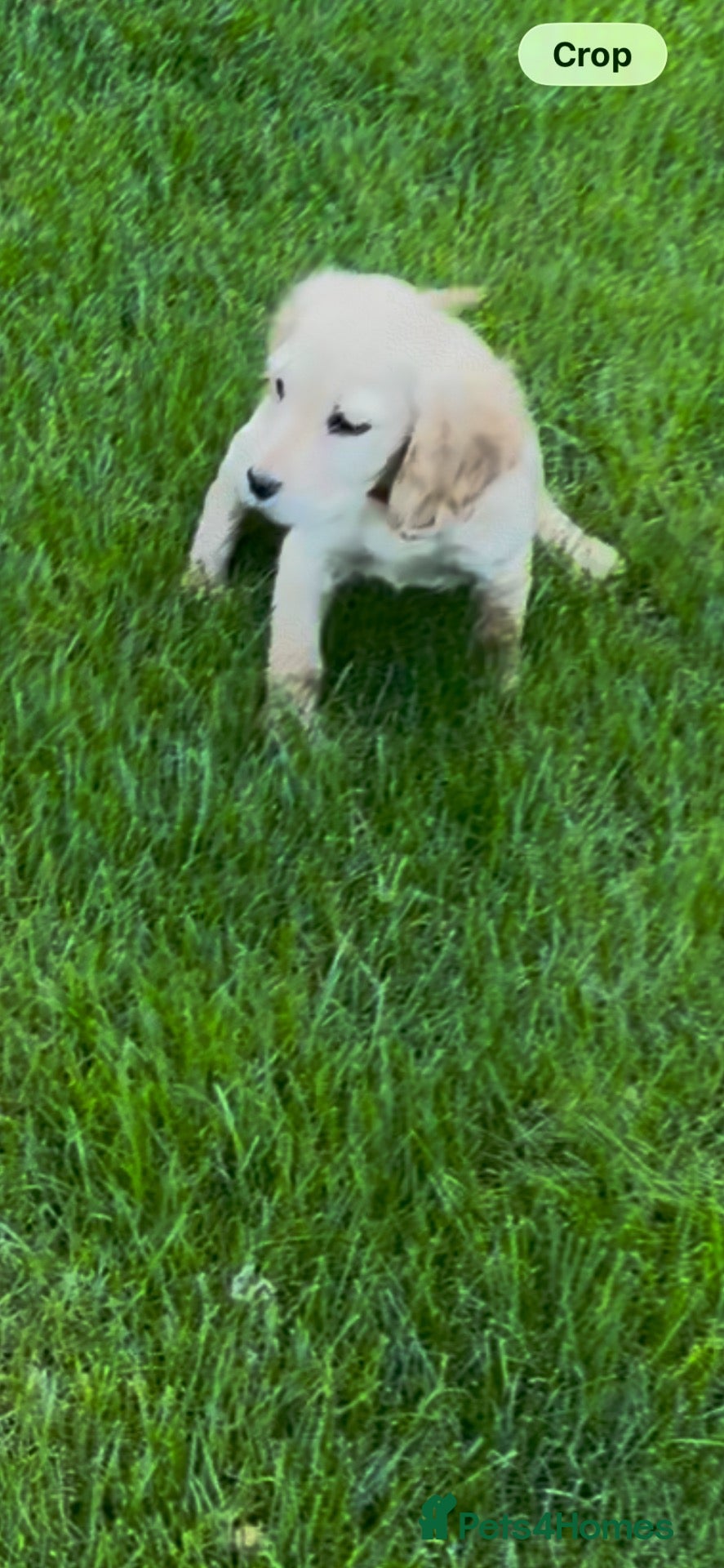 Cocker Spaniel dogs Our last boy  - Advert 14