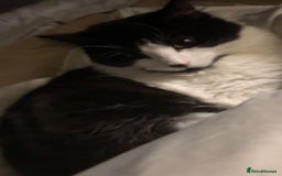 Mixed Breed cats for sale: For sale 3 female kittens and 1 older male kitten - Image 1
