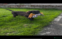 Flat coated Retriever dogs for sale: Black Flatcoat retriever puppies for sale  - Image 2