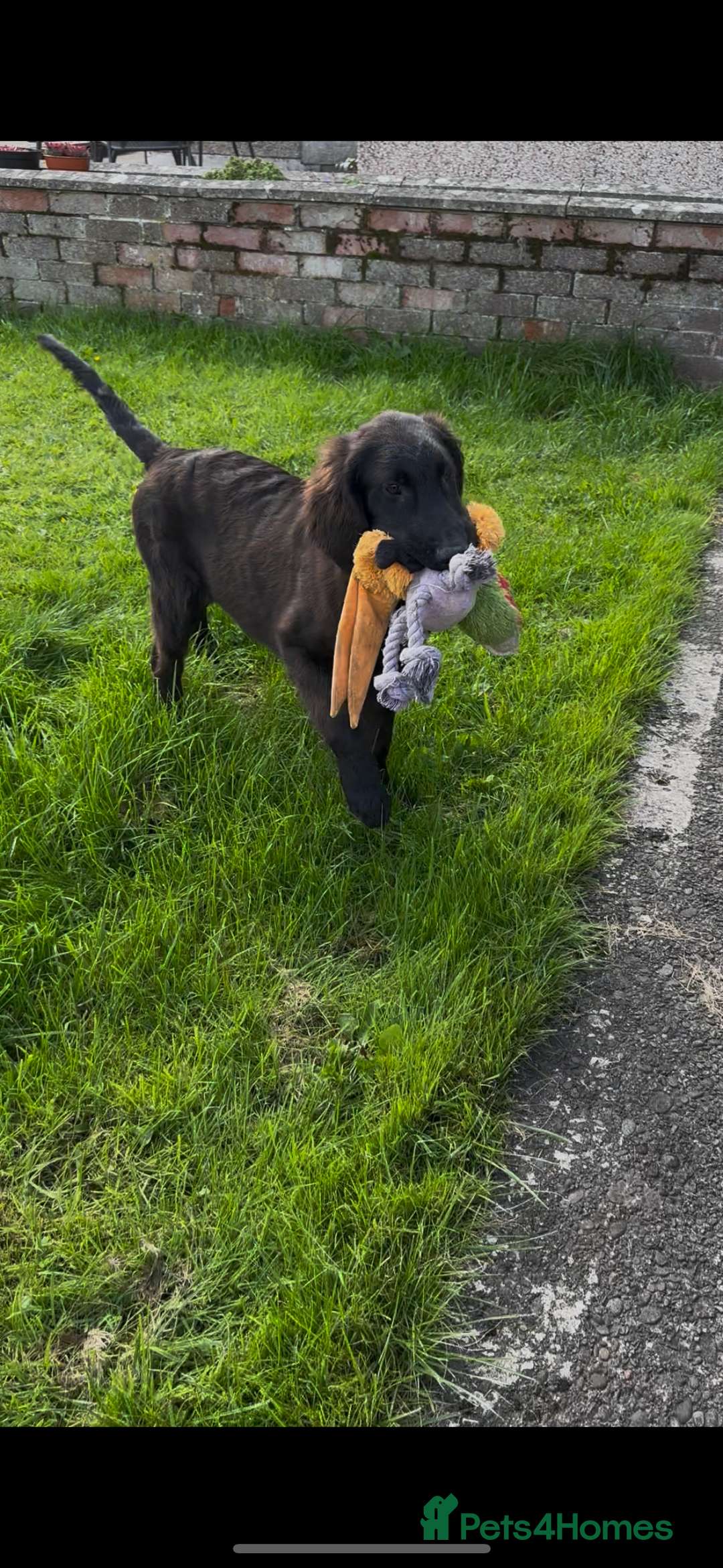 Flat coated Retriever dogs for sale: Black Flatcoat retriever puppies for sale  - Image 2