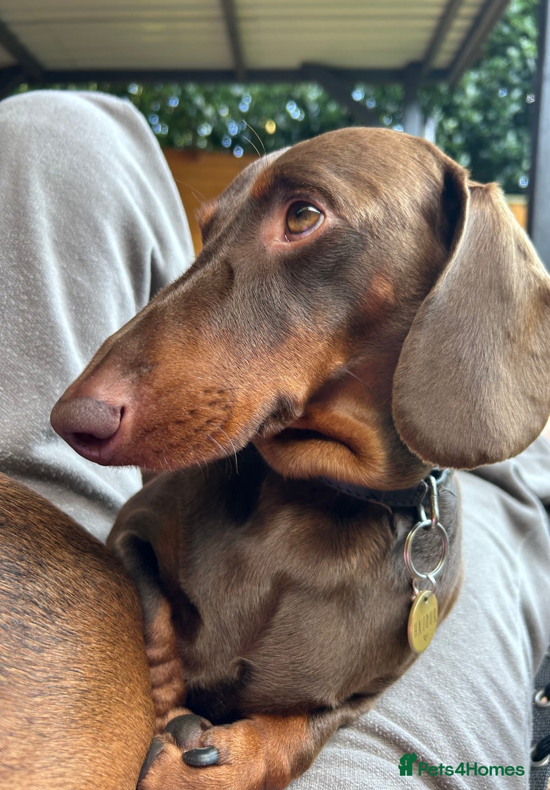 Dachshund dogs for stud: Chocolate and tan standard smooth haired dachshund - Image 4