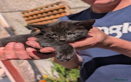 Mixed Breed cats for sale: 3 adorable kittens  - Image 6