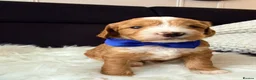 Mixed Breed dogs for sale: Stunning Australian Labradoodle Puppies  - Advert 29