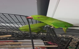 Ringnecks birds for sale: Indian ring nack parrot  - Image 3