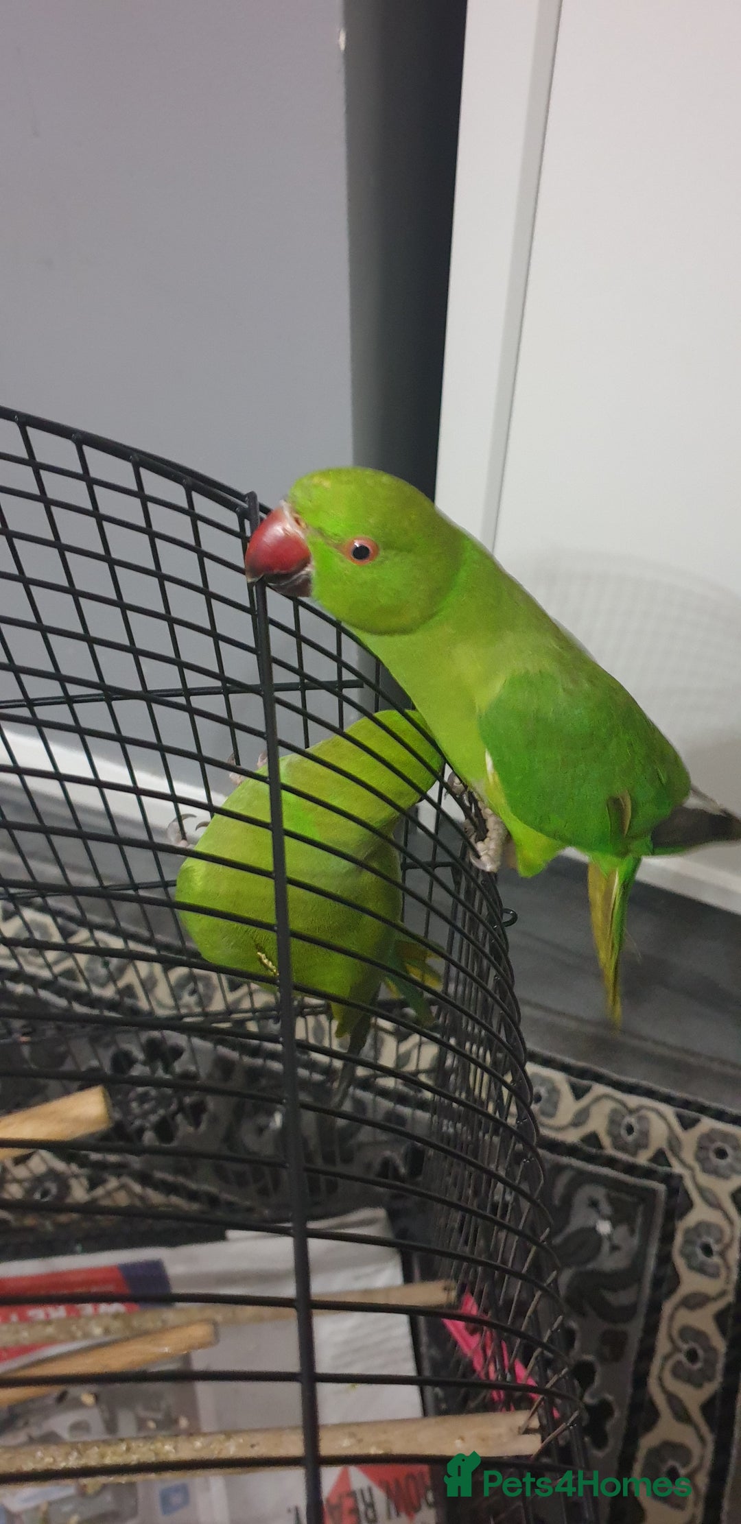 Ringnecks birds for sale: Indian ring nack parrot  - Image 3