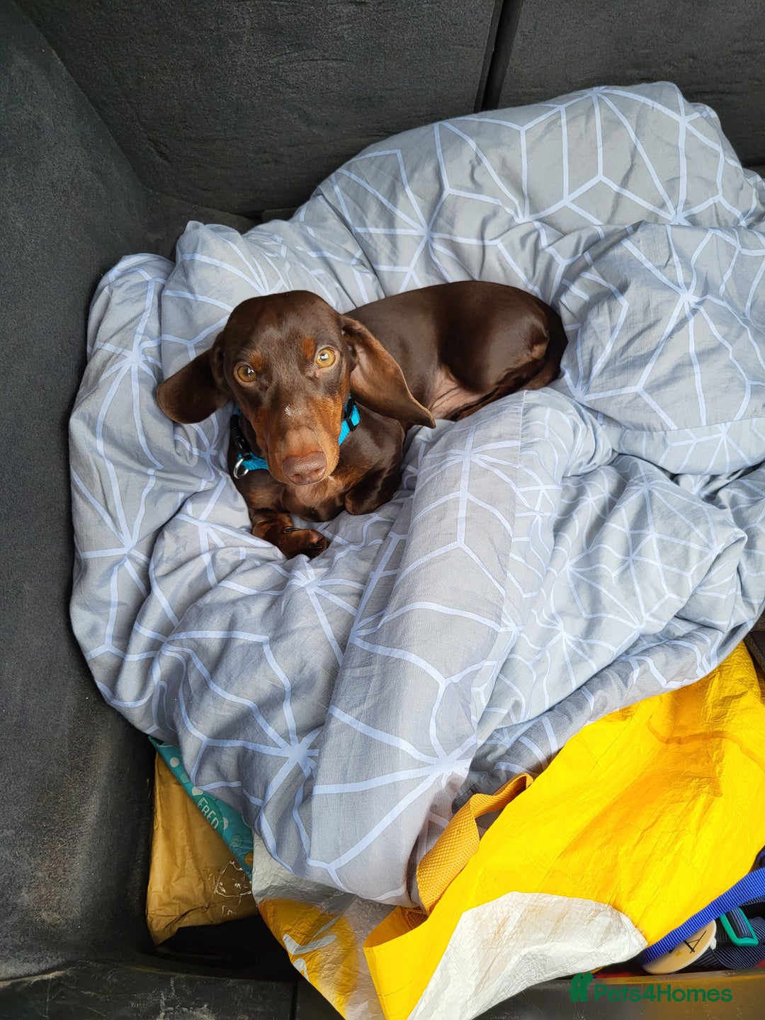 Miniature Dachshund dogs for stud: Miniature Dachshund STUD dog  - Advert 6