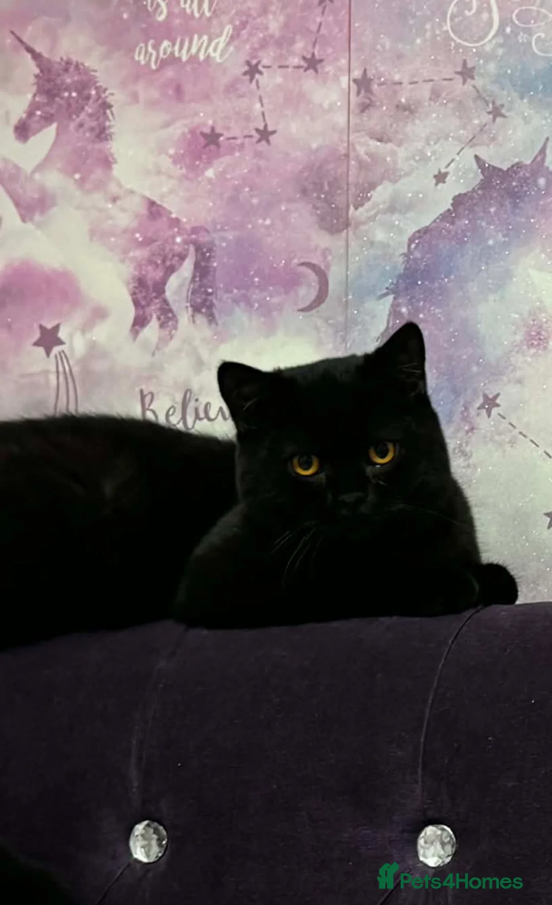 British Shorthair cats for sale: British short hair male - Advert 2