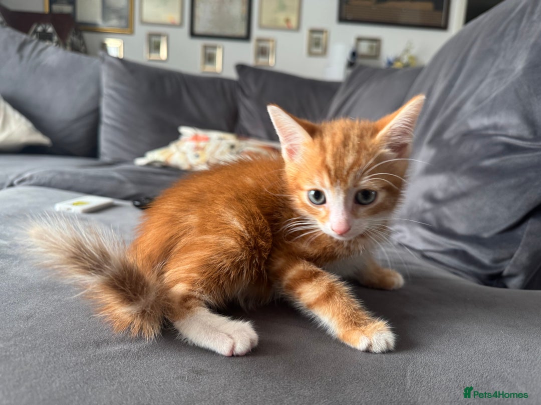 British Shorthair cats for sale: Four Adorable Kittens  - Image 13