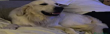 Golden Retriever 2