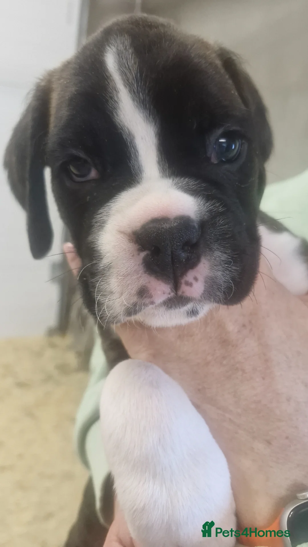 Boxer dogs for sale: Pedigree Boxer pups - Advert 17